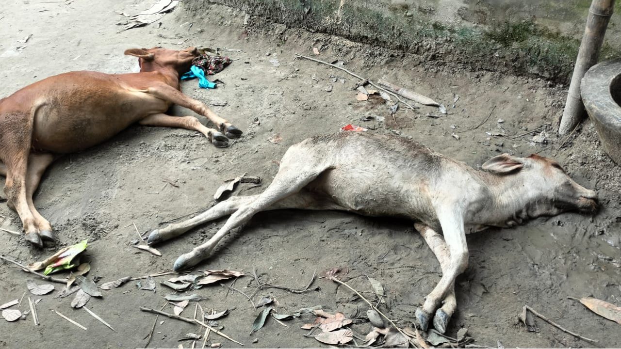 নরসিংদীর শিবপুরে তিনটি গরুকে বিষ খাইয়ে হত্যা